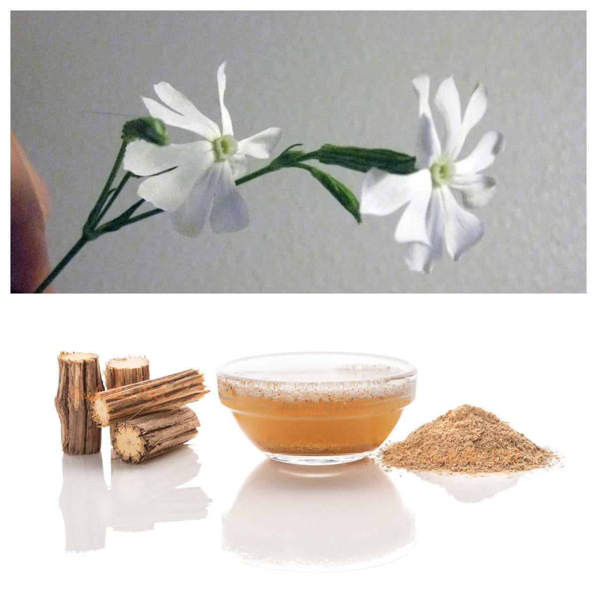 10 AFRICAN DREAM ROOT Silene Undulata Xhosa Herb White Ways Campion Flower Seeds