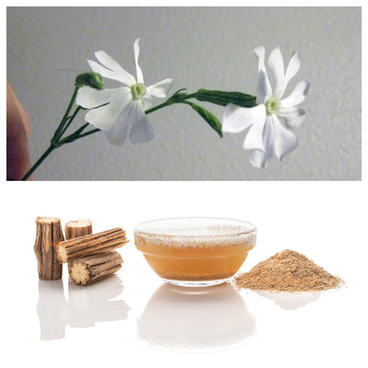 10 AFRICAN DREAM ROOT Silene Undulata Xhosa Herb White Ways Campion Flower Seeds