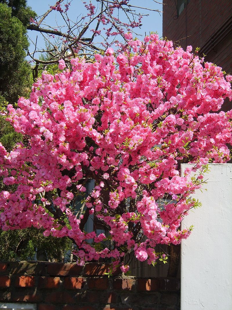 10 FLOWERING ALMOND Prunus Triloba aka Flowering Plum & Rose Tree Fragrant Double Pink Flower Shrub Seeds