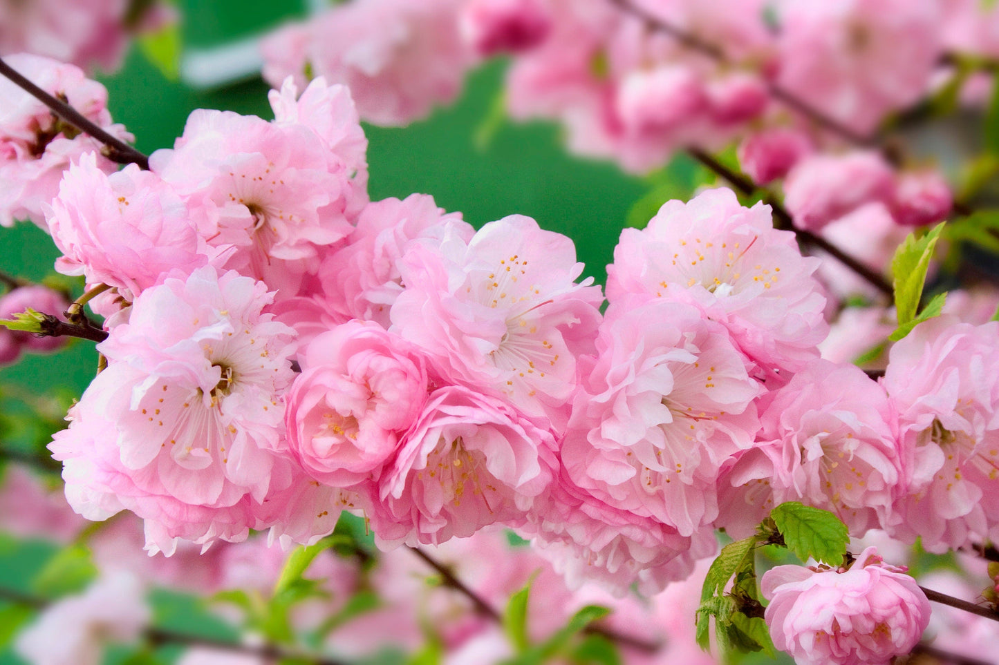 10 FLOWERING ALMOND Prunus Triloba aka Flowering Plum & Rose Tree Fragrant Double Pink Flower Shrub Seeds