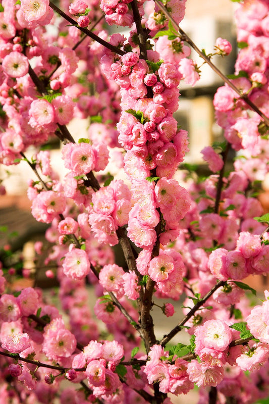 10 FLOWERING ALMOND Prunus Triloba aka Flowering Plum & Rose Tree Fragrant Double Pink Flower Shrub Seeds