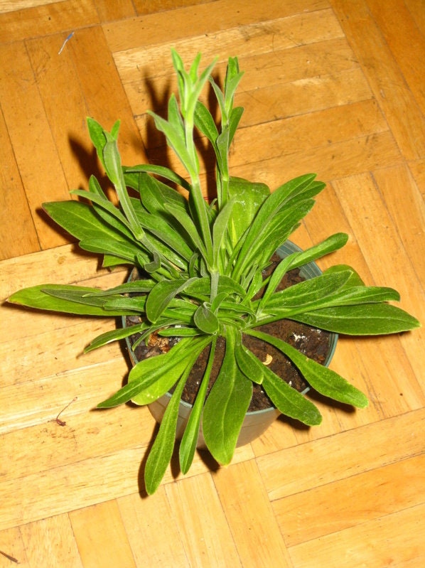 10 AFRICAN DREAM ROOT Silene Undulata Xhosa Herb White Ways Campion Flower Seeds