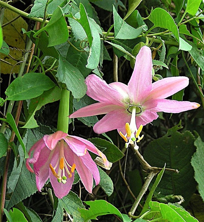 10 BANANA PASSION FRUIT Pink Passion Flower Passiflora Mollissima Yellow Skin Orange Pulp Vine Seeds