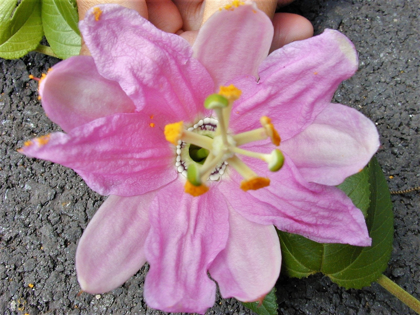 10 BANANA PASSION FRUIT Pink Passion Flower Passiflora Mollissima Yellow Skin Orange Pulp Vine Seeds