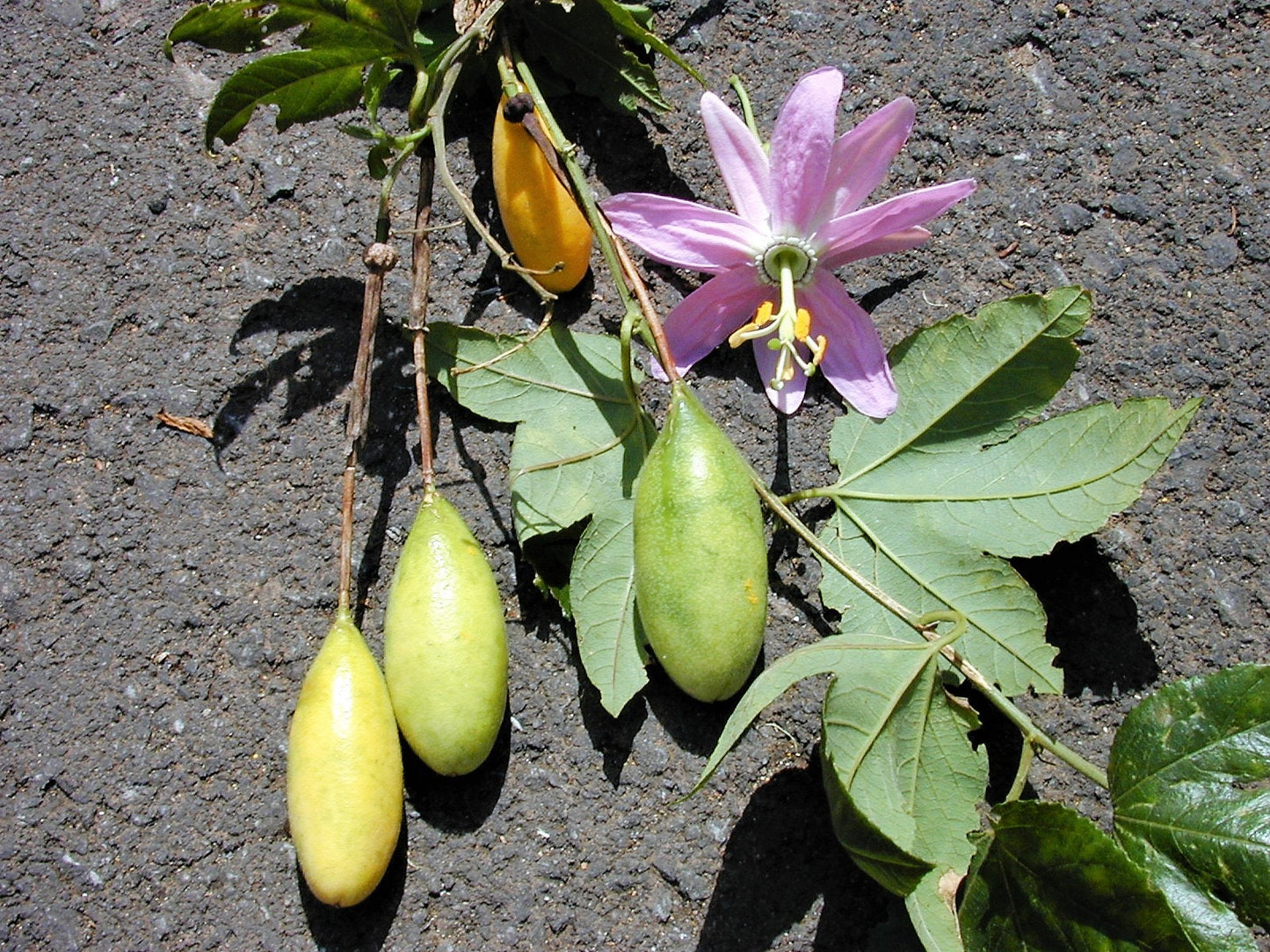 10 BANANA PASSION FRUIT Pink Passion Flower Passiflora Mollissima Yellow Skin Orange Pulp Vine Seeds