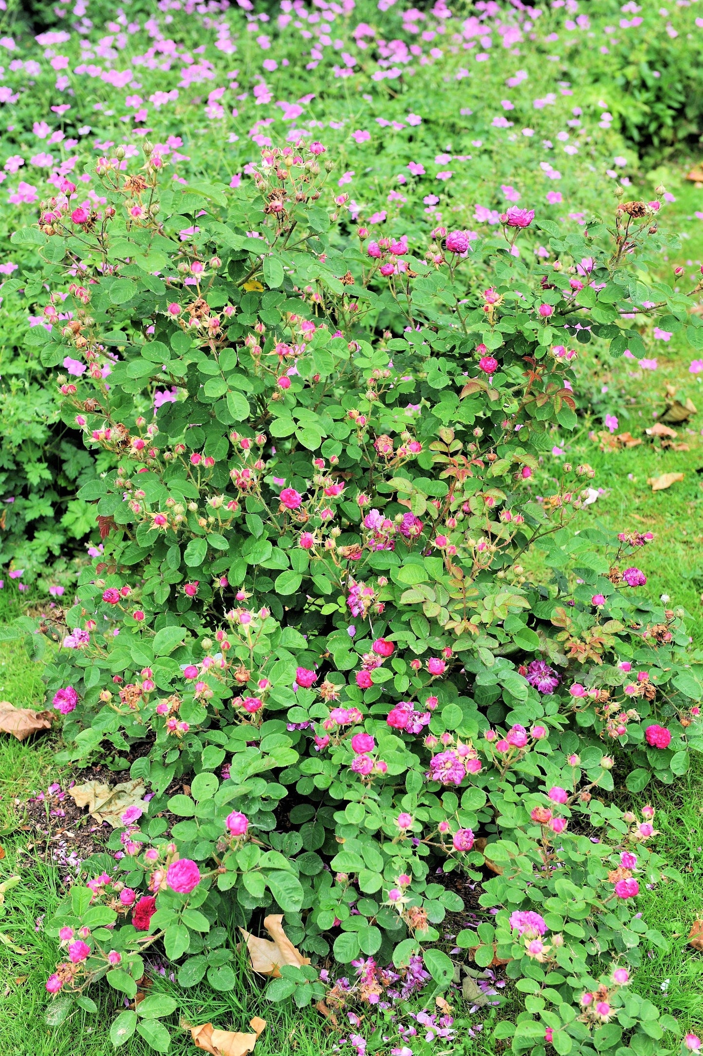 10 CLIMBING MICHIGAN ROSE Rosa Setigera aka Climbing Prairie or Illinois Rose Native Pink Flower Seeds
