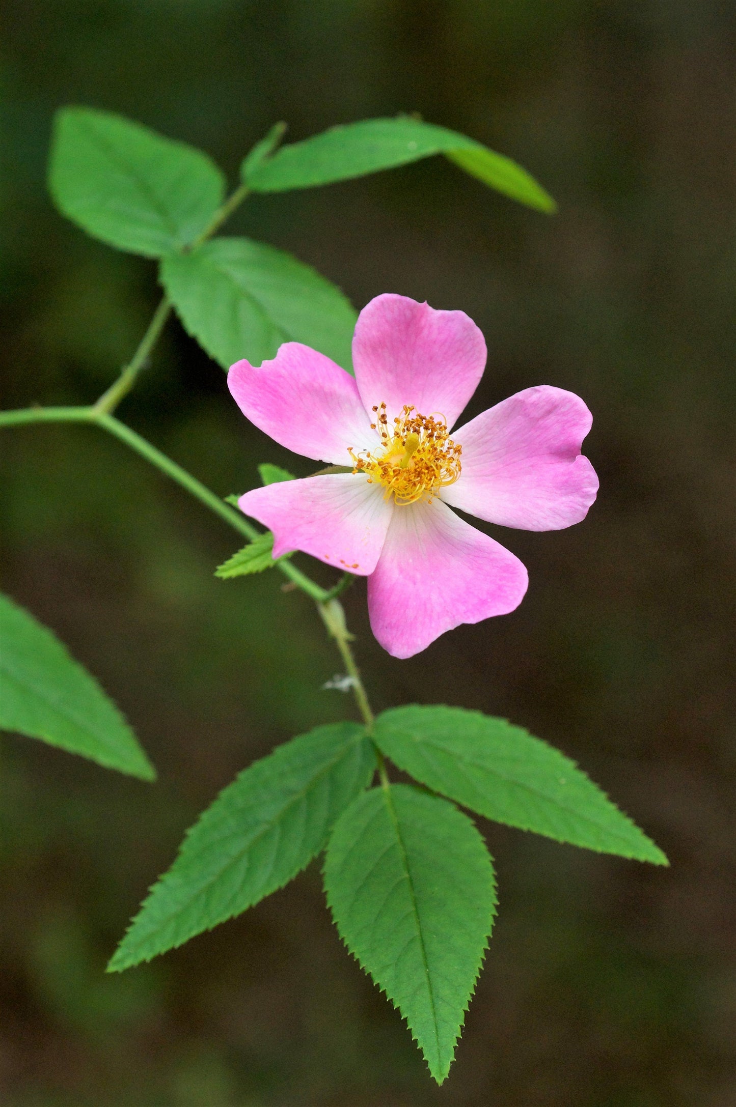10 CLIMBING MICHIGAN ROSE Rosa Setigera aka Climbing Prairie or Illinois Rose Native Pink Flower Seeds