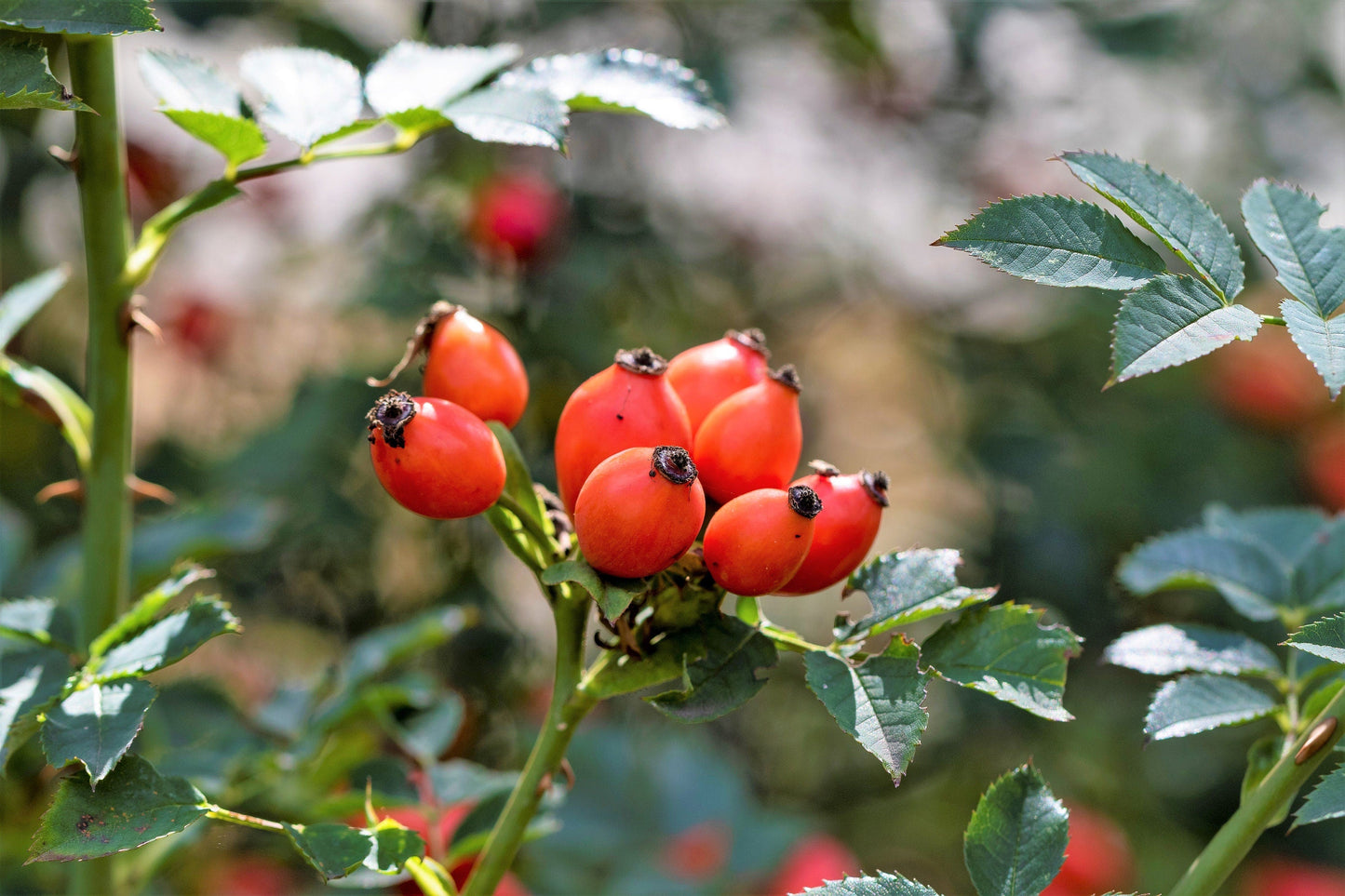 10 CLIMBING MICHIGAN ROSE Rosa Setigera aka Climbing Prairie or Illinois Rose Native Pink Flower Seeds