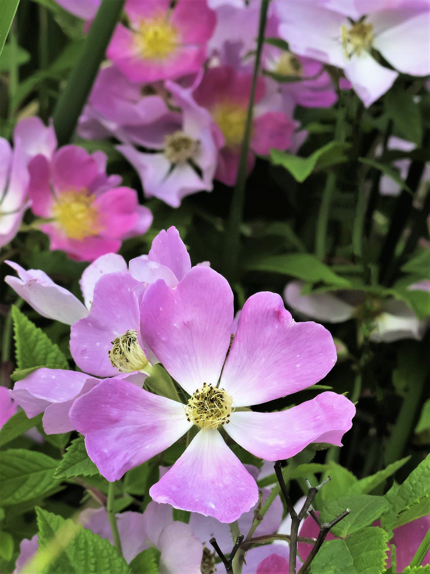 10 CLIMBING MICHIGAN ROSE Rosa Setigera aka Climbing Prairie or Illinois Rose Native Pink Flower Seeds