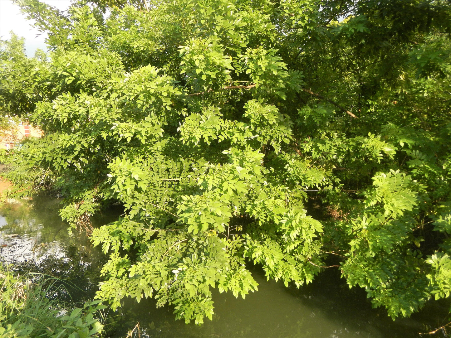 10 AMUR MAACKIA Cladrastis Amurensis Tree Ornamental White Flower Legume Seeds