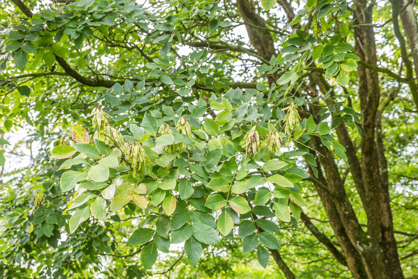 10 AMUR MAACKIA Cladrastis Amurensis Tree Ornamental White Flower Legume Seeds