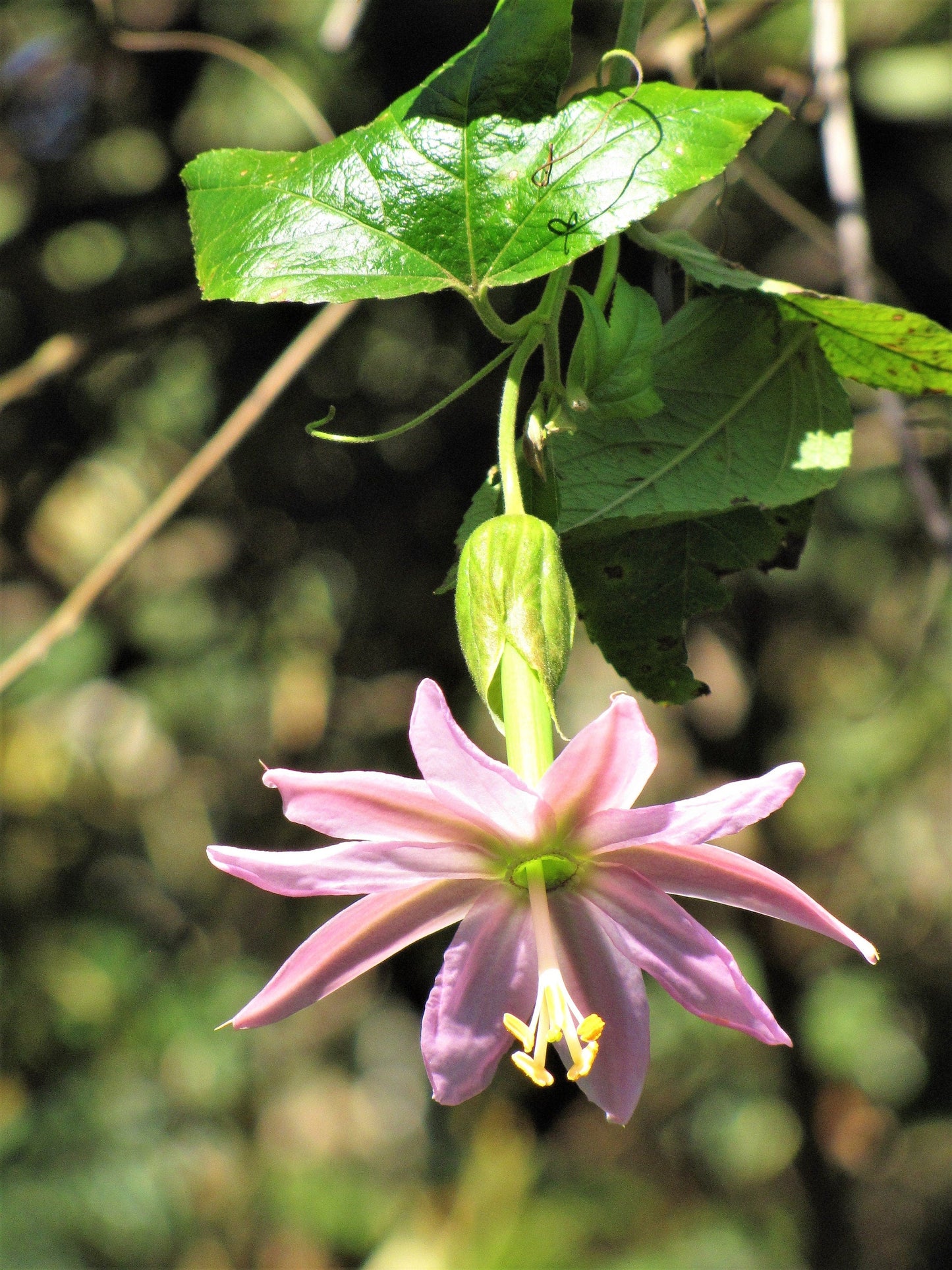10 BANANA PASSION FRUIT Pink Passion Flower Passiflora Mollissima Yellow Skin Orange Pulp Vine Seeds