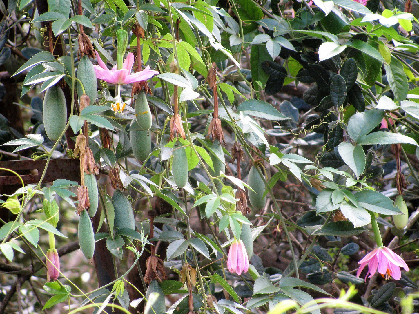 10 BANANA PASSION FRUIT Pink Passion Flower Passiflora Mollissima Yellow Skin Orange Pulp Vine Seeds