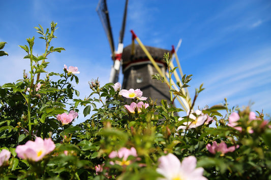 10 CLIMBING MICHIGAN ROSE Rosa Setigera aka Climbing Prairie or Illinois Rose Native Pink Flower Seeds