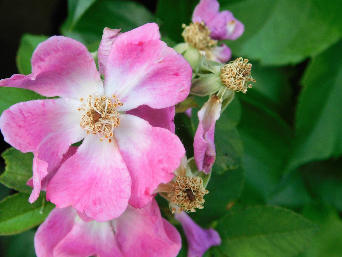 10 CLIMBING MICHIGAN ROSE Rosa Setigera aka Climbing Prairie or Illinois Rose Native Pink Flower Seeds