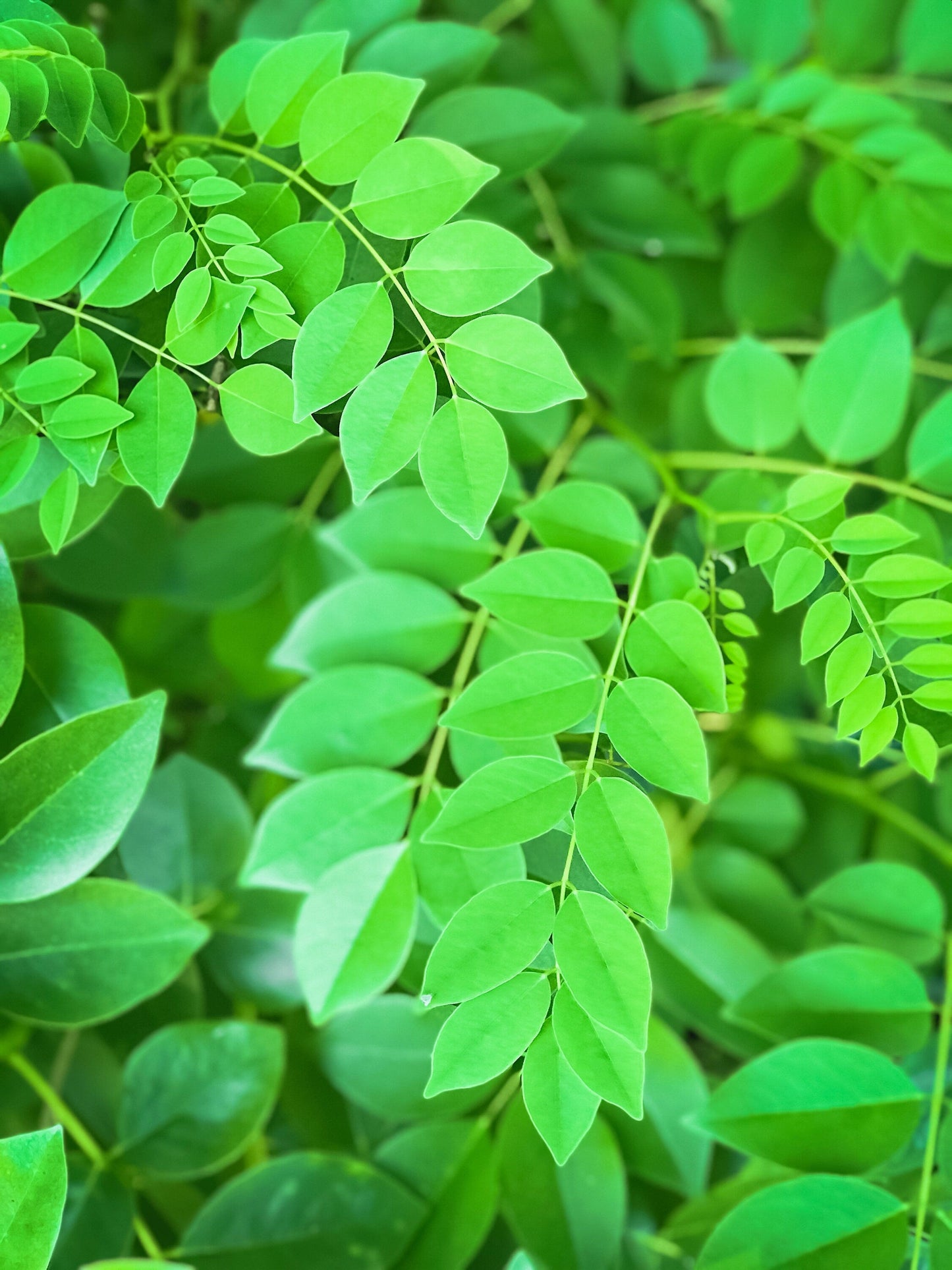 10 AMUR MAACKIA Cladrastis Amurensis Tree Ornamental White Flower Legume Seeds