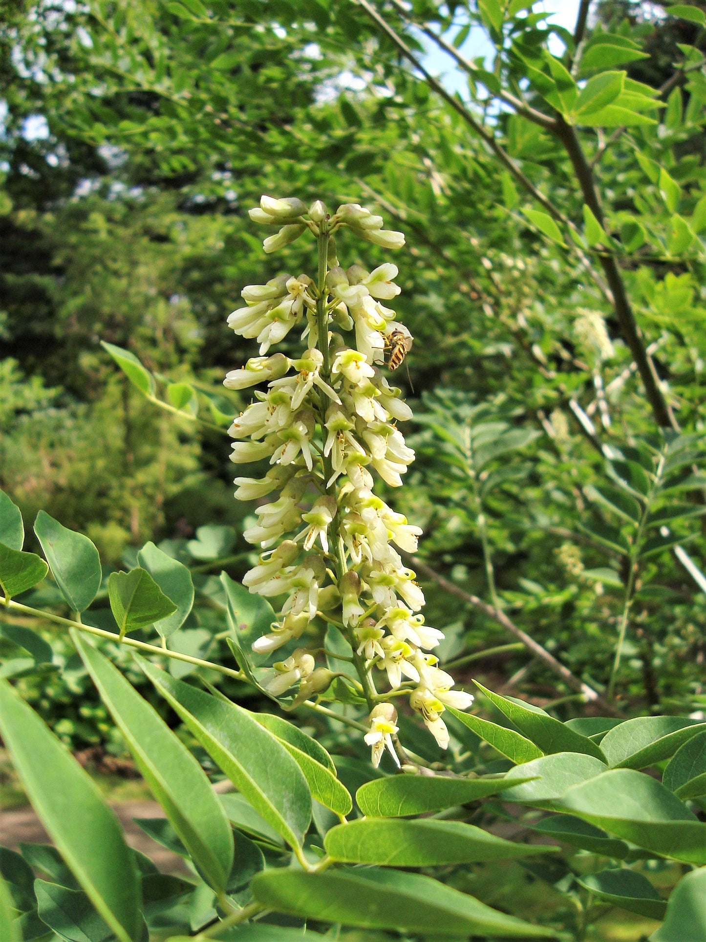 10 AMUR MAACKIA Cladrastis Amurensis Tree Ornamental White Flower Legume Seeds