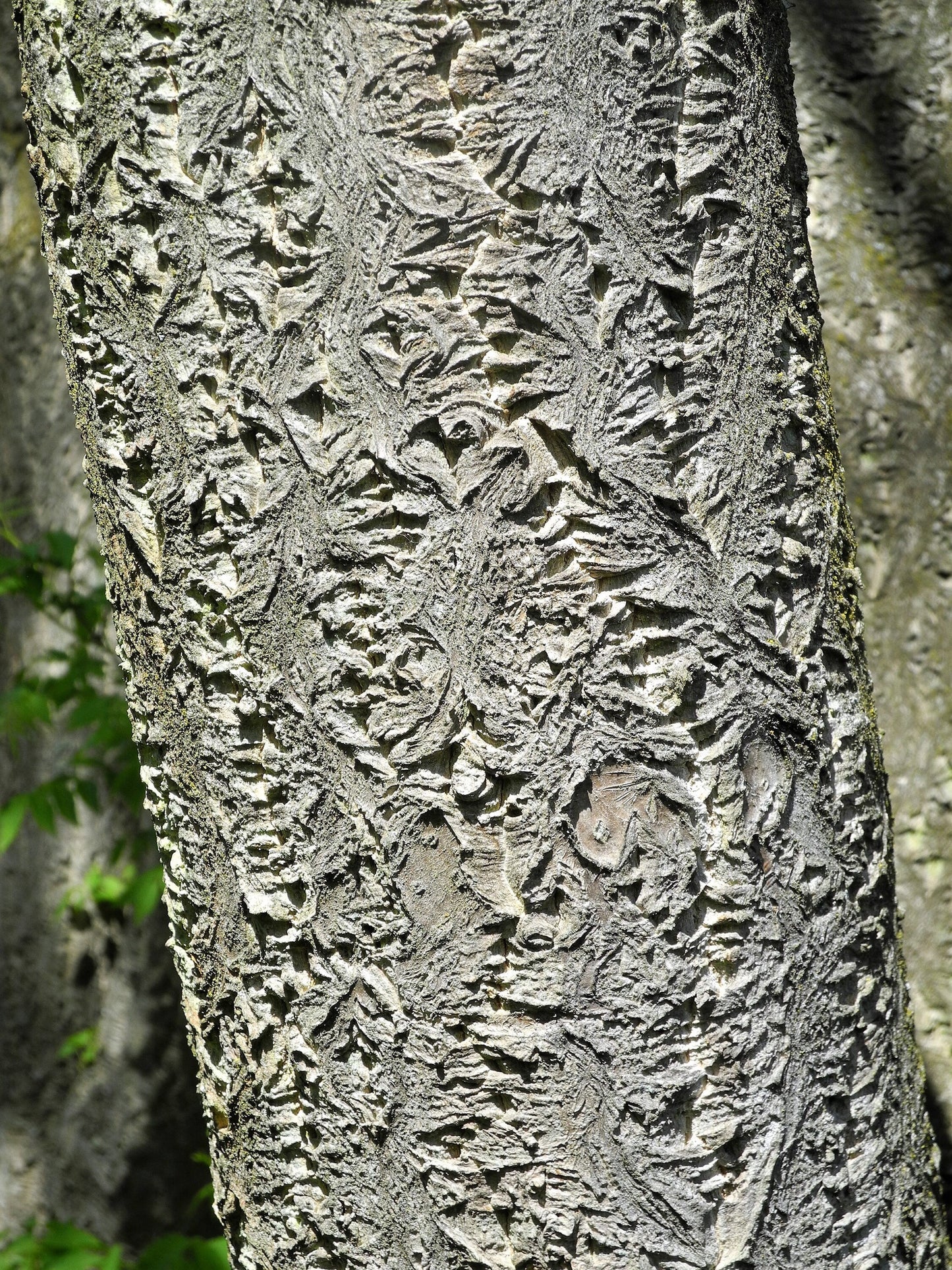 10 AMUR MAACKIA Cladrastis Amurensis Tree Ornamental White Flower Legume Seeds