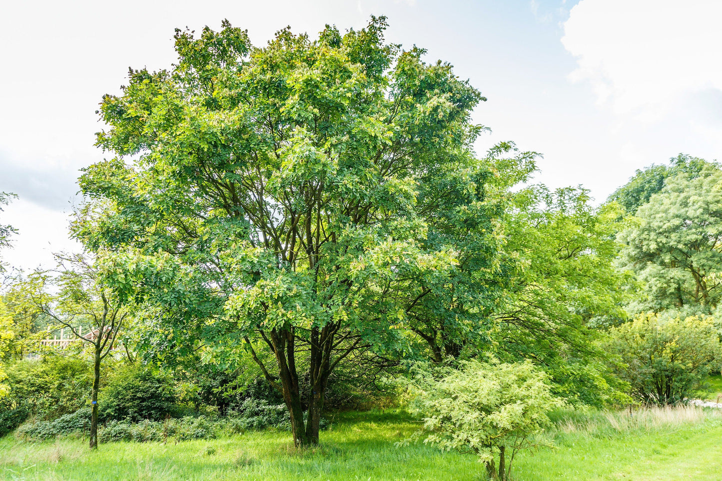 10 AMUR MAACKIA Cladrastis Amurensis Tree Ornamental White Flower Legume Seeds