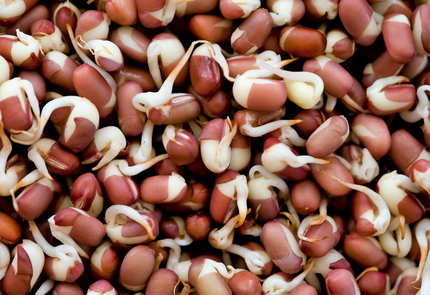 ORGANIC SPROUTING MIX - Peas, Mung & Adzuki Beans, Green, French, & Red Lentil Vegetable Sprout Seeds