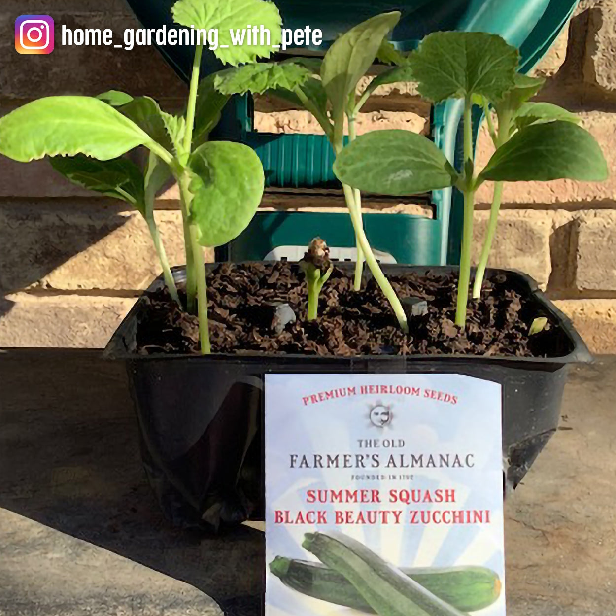 The Old Farmer's Almanac Heirloom Black Beauty Zucchini Summer Squash Seeds
