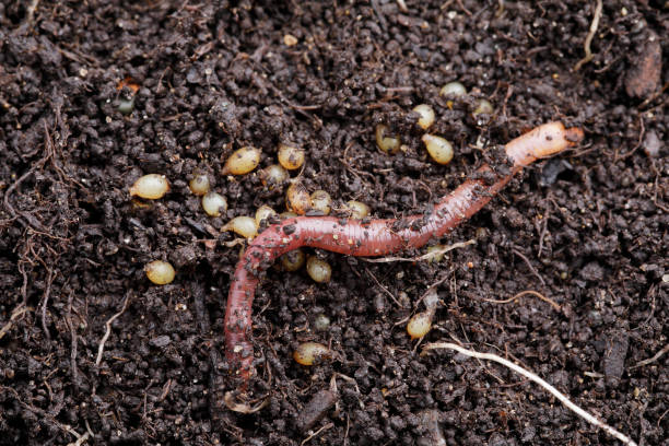Pure Red Wigglers Composting and Gardening Worms (EISENIA) 1 lbs. (approx. 800-1000)
