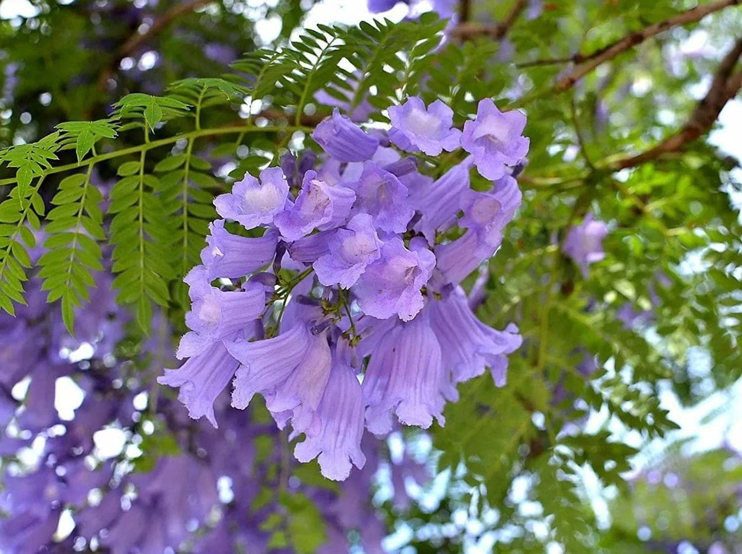 Jacaranda Mimosifolia - 100 Seeds