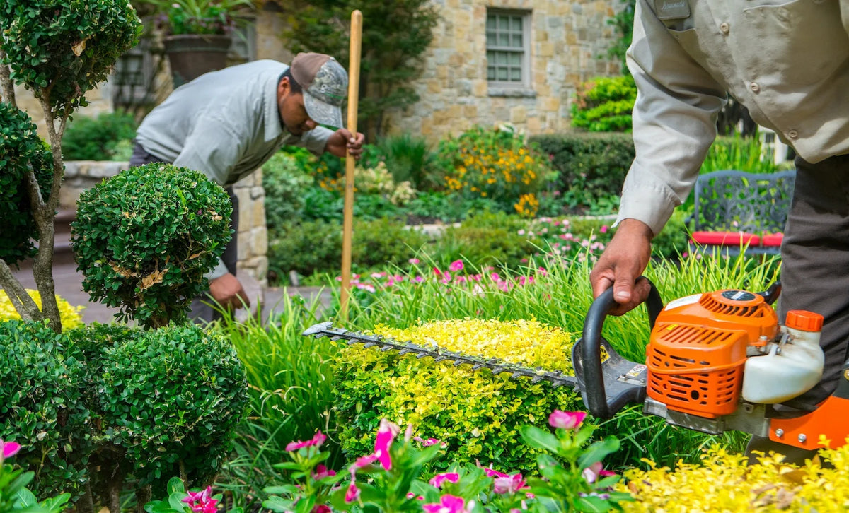 Hedge trimmer shaping shrubs during a seasonal maintenance visit