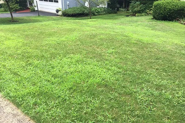 Crabgrass spreading through a thin lawn in summer
