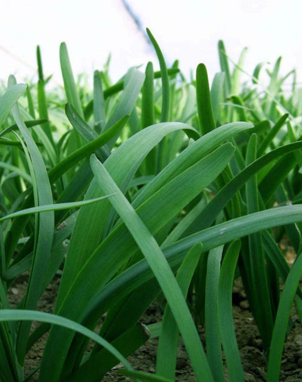 Leeks - Green Chive - Asian Garlic Chive - 500 Seeds