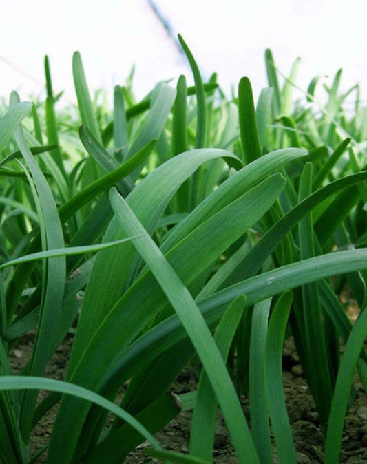 Leeks - Green Chive - Asian Garlic Chive - 500 Seeds