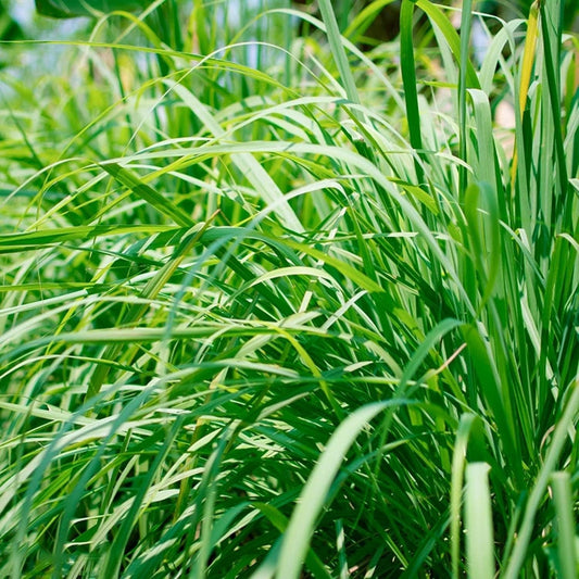 Lemongrass 1000 Seeds - Tropical Asian Cooking Perennial Plant Outdoor Indoor Home
