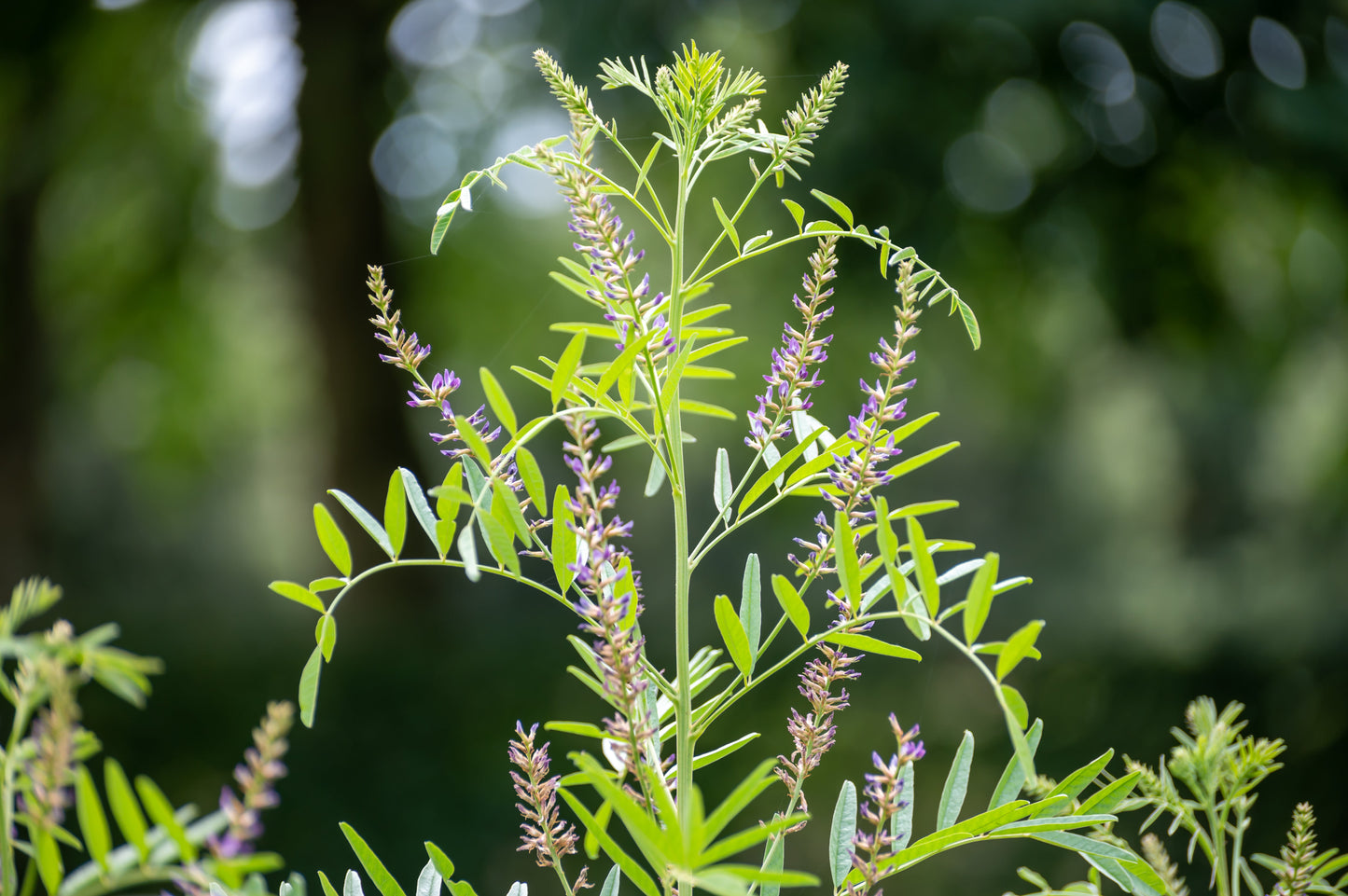 10 COMMON LICORICE Liquorice Glycyrrhiza Glabra Herb Purple Flower Seeds