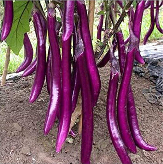 Long Purple Eggplant Seeds - Solanum Melongena - Non-Gmo Aubergine Asian Vegetable