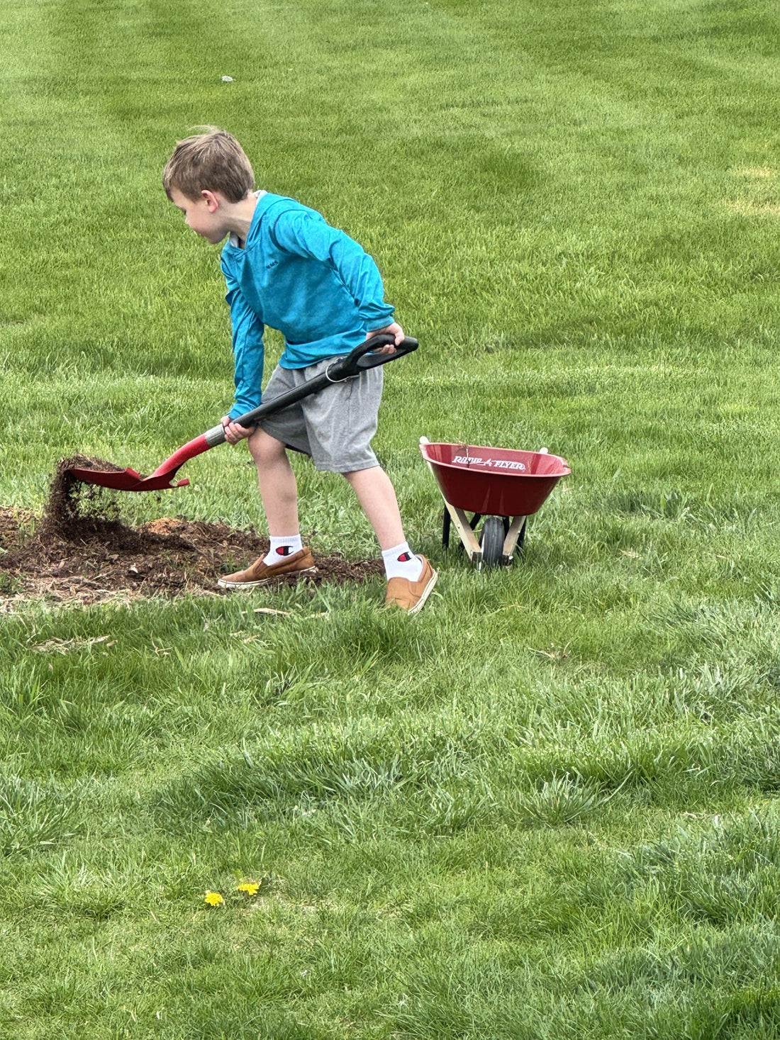 Mack spreading mulch on a bed with a shovel and his red wheelbarrow, first season