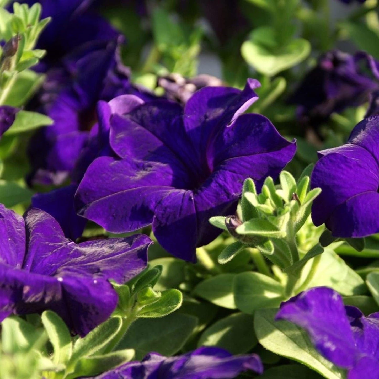 Mandevilla Sanderi - 50 Seeds - Brazilian Jasmine Beautiful and Colorful Fragrance Blooms Easy Care Requirement
