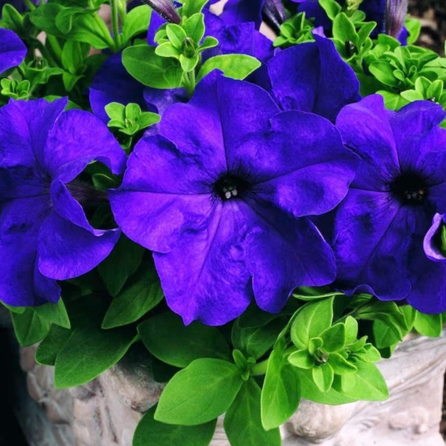 Mandevilla Sanderi - 50 Seeds - Brazilian Jasmine Beautiful and Colorful Fragrance Blooms Easy Care Requirement