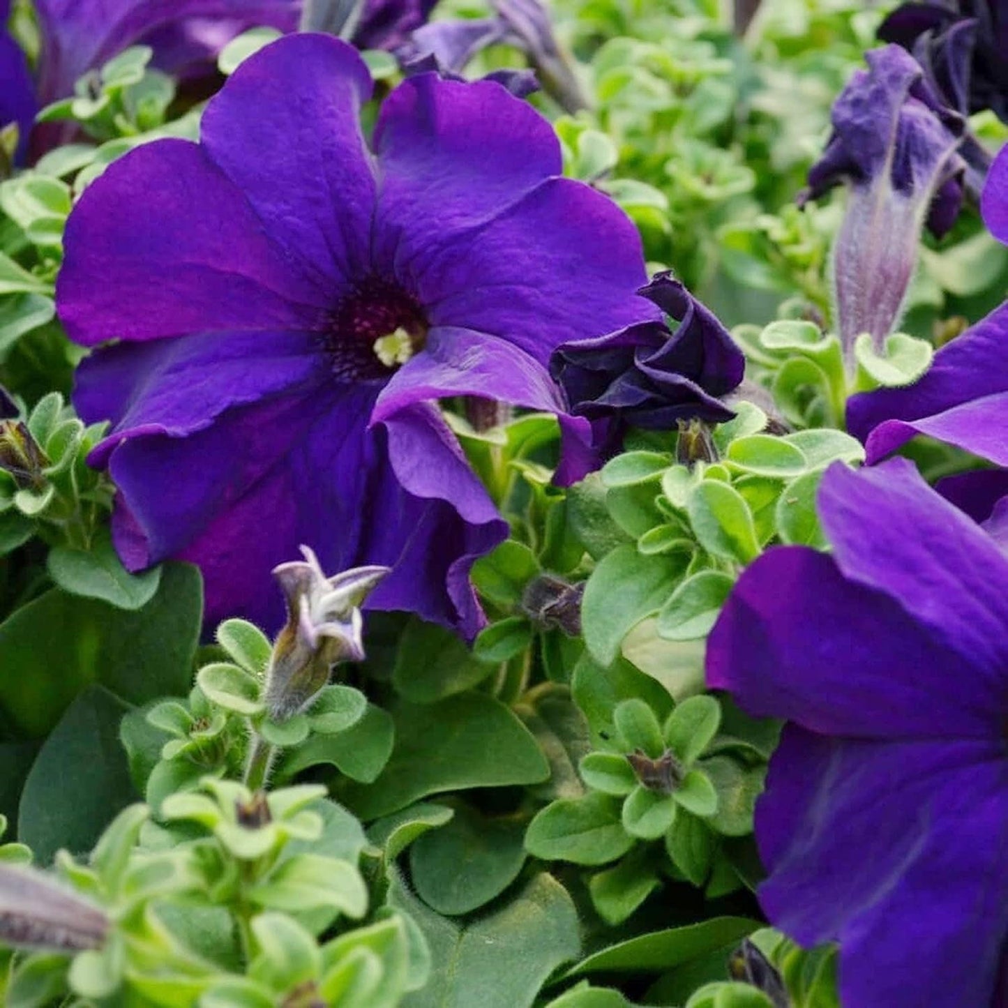 Mandevilla Sanderi - 50 Seeds - Brazilian Jasmine Beautiful and Colorful Fragrance Blooms Easy Care Requirement