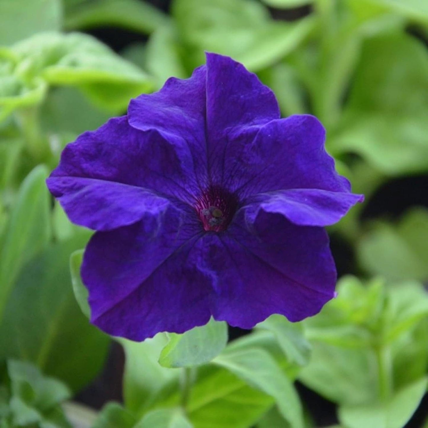Mandevilla Sanderi - 50 Seeds - Brazilian Jasmine Beautiful and Colorful Fragrance Blooms Easy Care Requirement