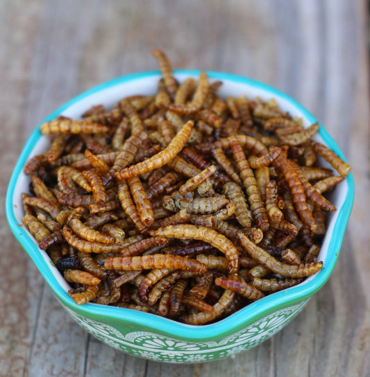 USA Mealworms -- LoveBugs For Hens (TM)