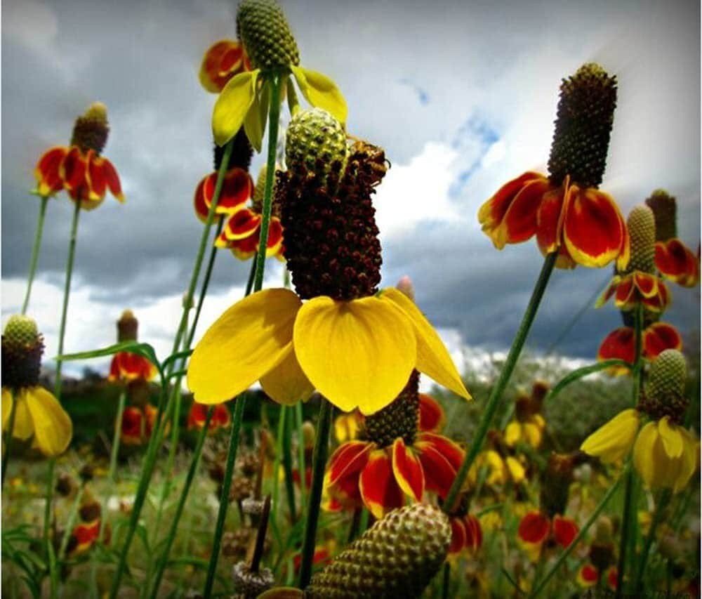 Mexican Hat - 100 Seeds - Drought Tolerant Coneflower Flower