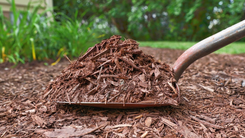 Shovel of fresh shredded hardwood mulch
