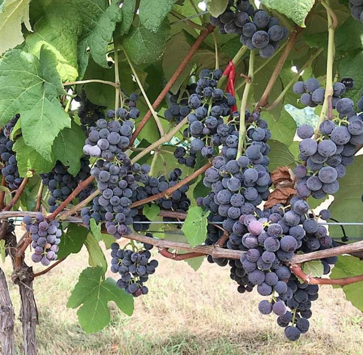 Muscadine Grape Seeds - Non GMO - Vitis Rotundifolia E165
