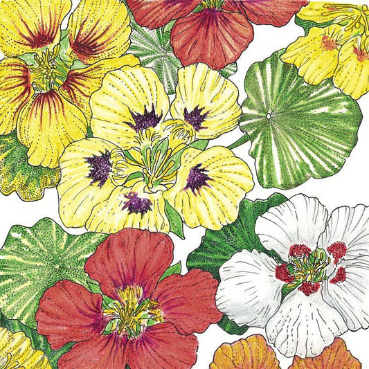 Nasturtium, Dwarf Jewel Mix (1/4 lb)