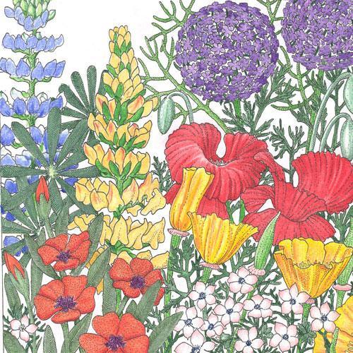 Northwest Wildflower Mix (1/4 lb)