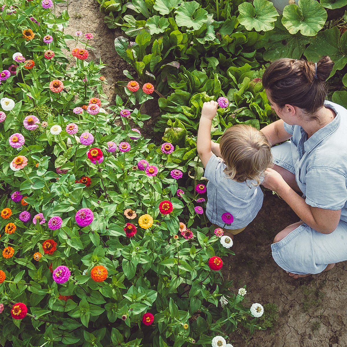 The Old Farmer's Almanac Dahlia Mix Zinnia Seeds