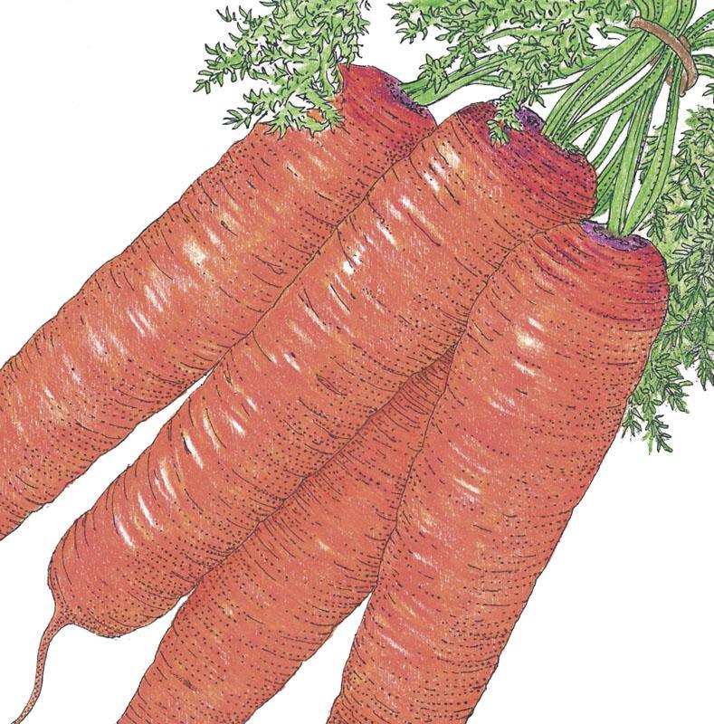 Scarlet Nantes Carrot Seeds (Organic)