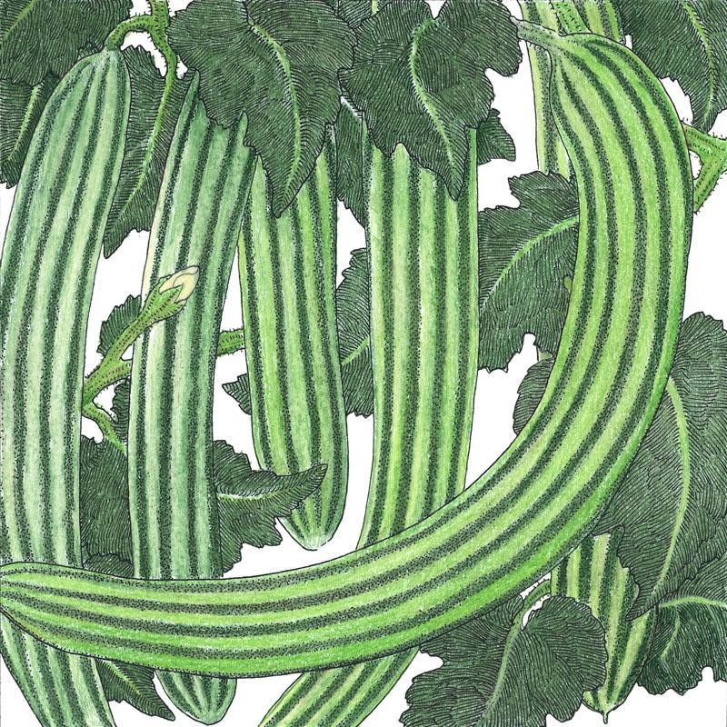 Striped Cucumber Seeds (Organic)