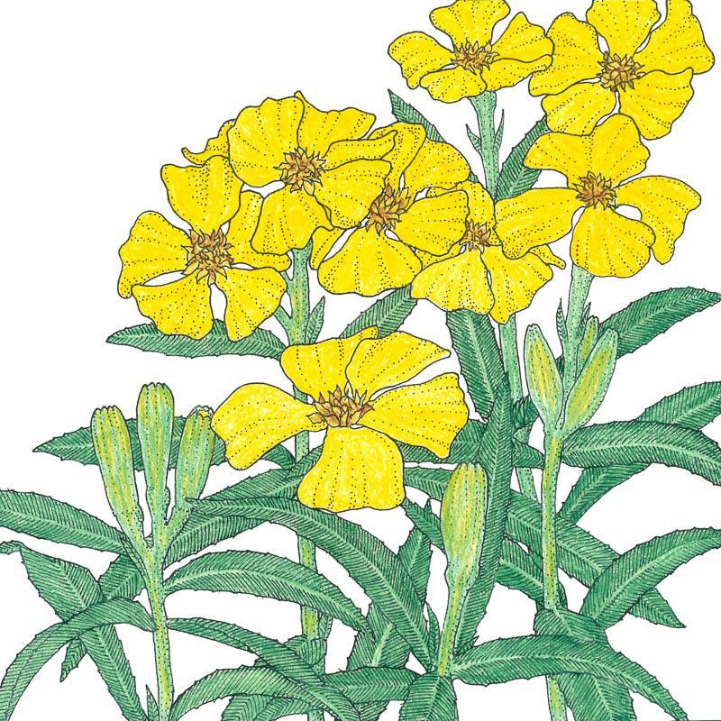 Mexican Tarragon Seeds (Organic)