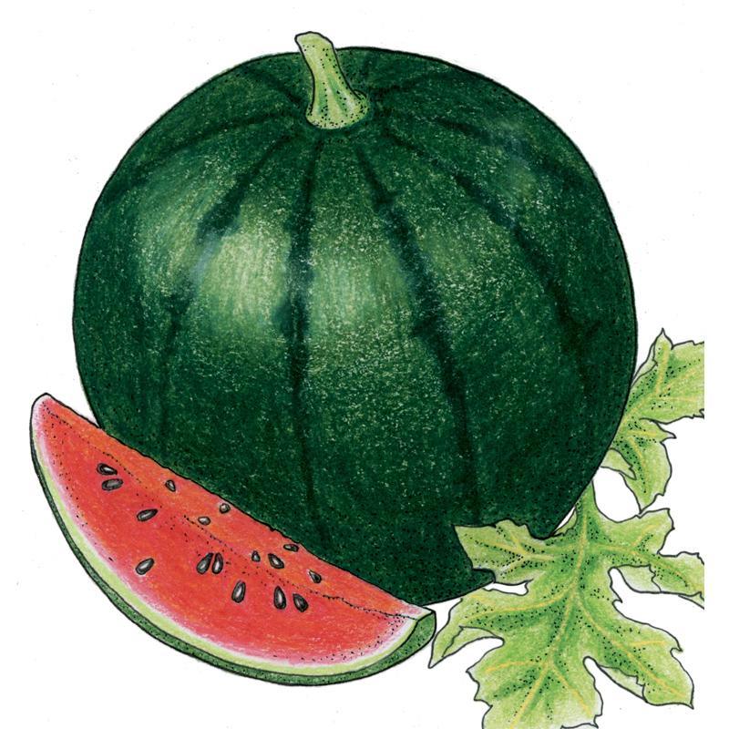 Sugar Baby Watermelon Seeds (Organic)